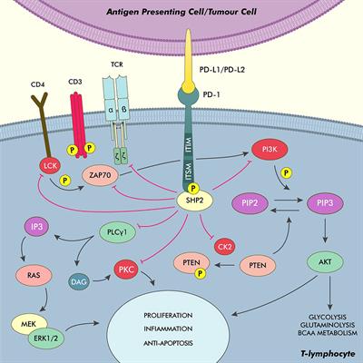 Frontiers | Tackling the dysregulated immune-checkpoints in 